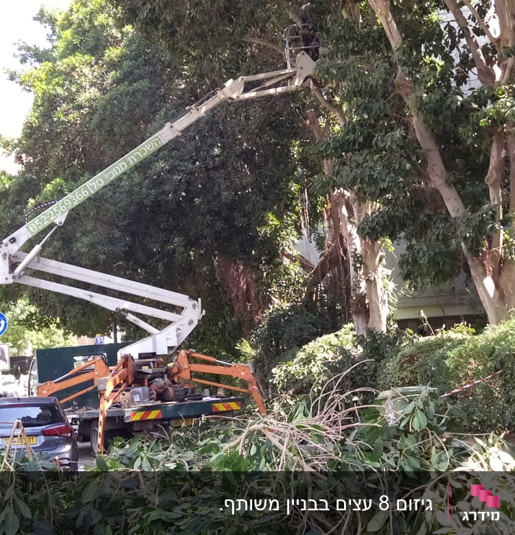 גיזום עצים עם מנוף ברחוב